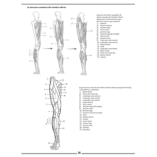 LÁMINAS DE ANATOMÍA